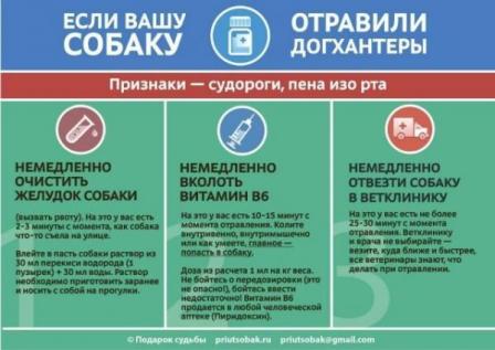 Важная информация владельцам собак: что делать, если вашу собаки отравили догхантеры