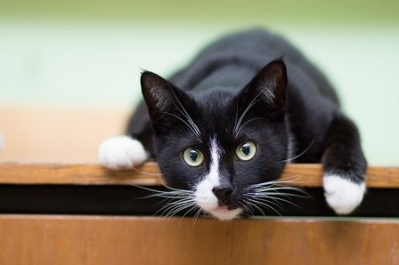 Молодая маркизная кошечка из приюта очень ждет хозяев