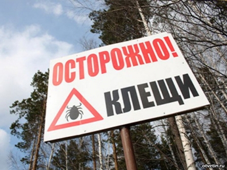 Главный врач-инфекционист Москвы: «Каждый второй клещ в московском регионе заражён боррелиозом»