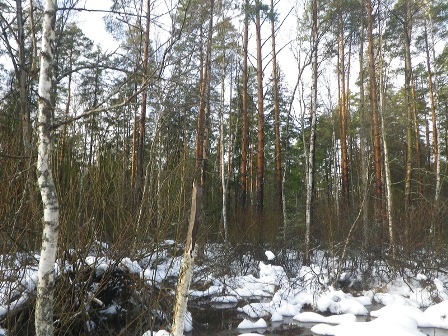 Три новые особо охраняемые природные территории появятся в Подмосковье к концу февраля 2016 г.