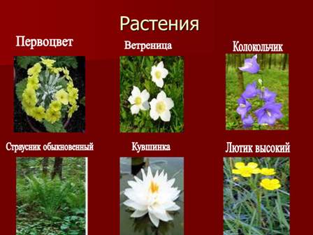 В Красную книгу Москвы занесено 194 вида редких растений