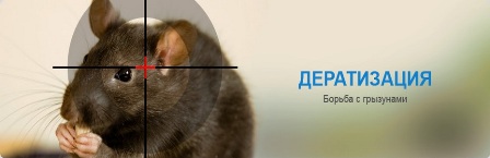Если появились в домах крысы, можно провести дополнительную дератизацию