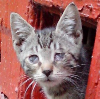 Срочно нужна помощь маленьким котятам (Перово и Новогиреево)!