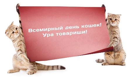 В честь Всемирного дня кошек в Подмосковье появится автобус с изображением кошек из советских мультфильмов