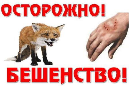 Подмосковье стало одним из лидеров в РФ по числу случаев заболевания бешенством 