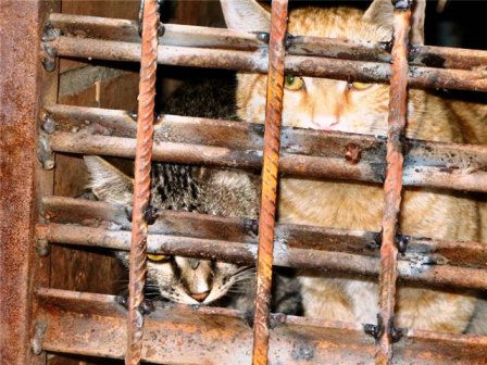 Зоозащитники просят узаконить сохранение одного открытого продуха в каждом жилом доме