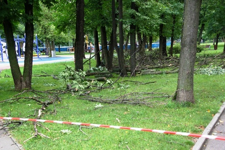 «Жилищник» отчитался по высаженной в этом рассаде и кронированным деревьям