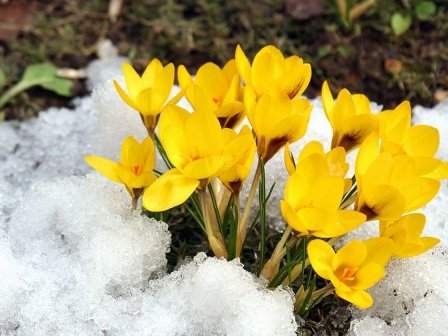 В Реутове раньше срока расцвели первоцветы