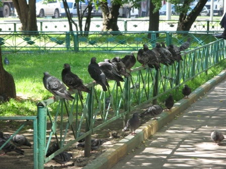 Что делать, если вы нашли птенца