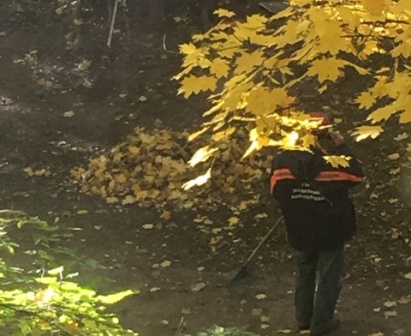 По заявлению жительницы листья на Зелёном проспекте теперь будут убирать по правилам