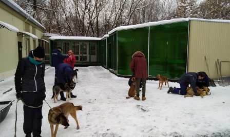 Новогиреевские школьники помогают приюту для бездомных животных «Зоорассвет»